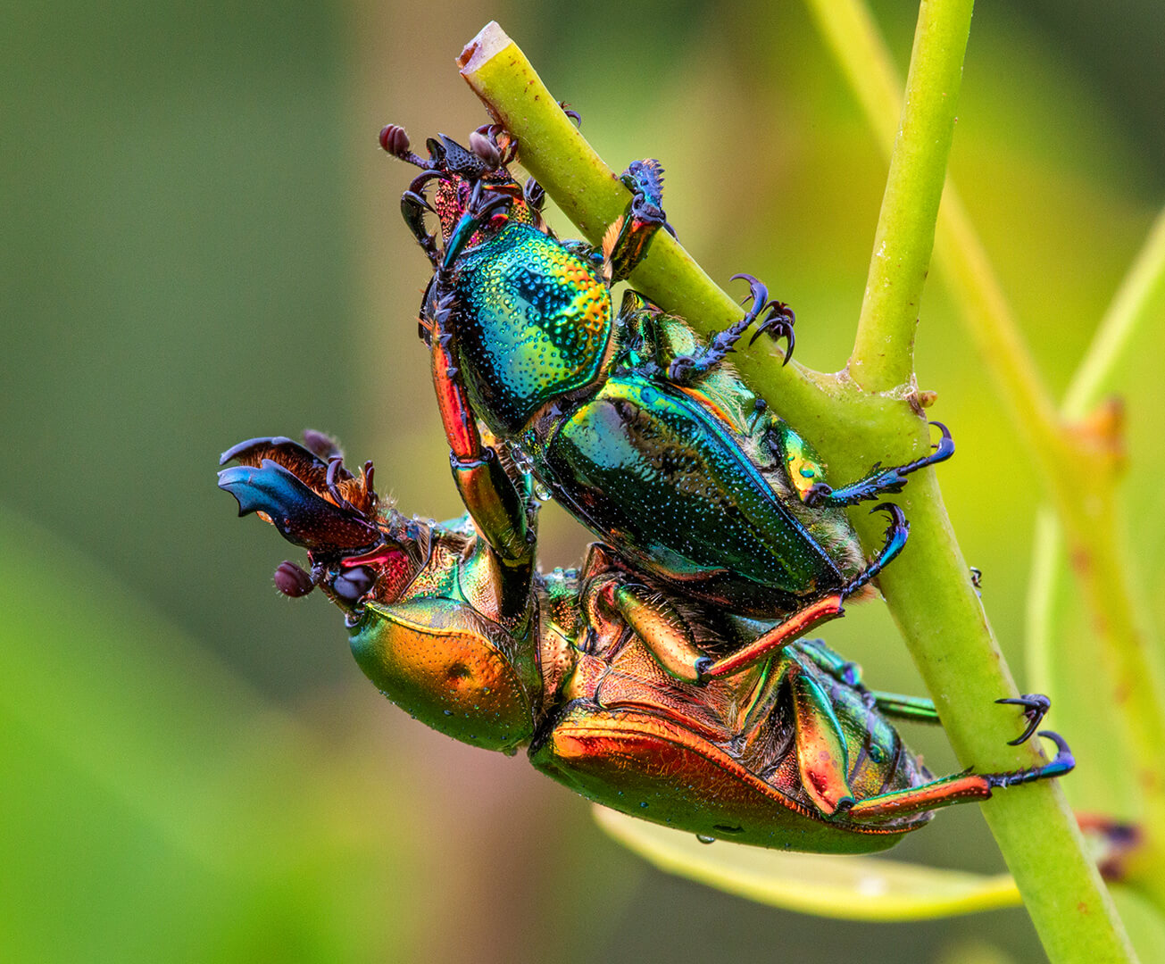 Honour For Digital Golden Green Stag Beetles By Ann Smallegange