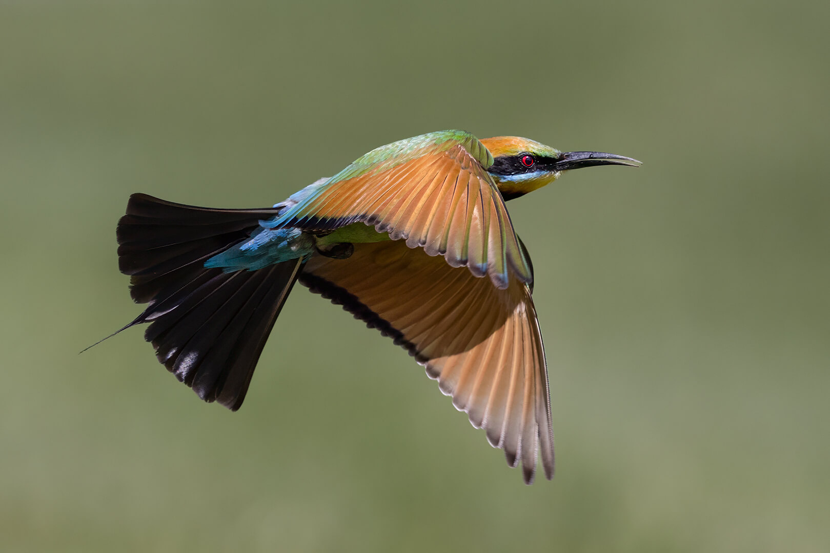 Honour For Print Bee Eater In Flight By Kerri Anne Cook