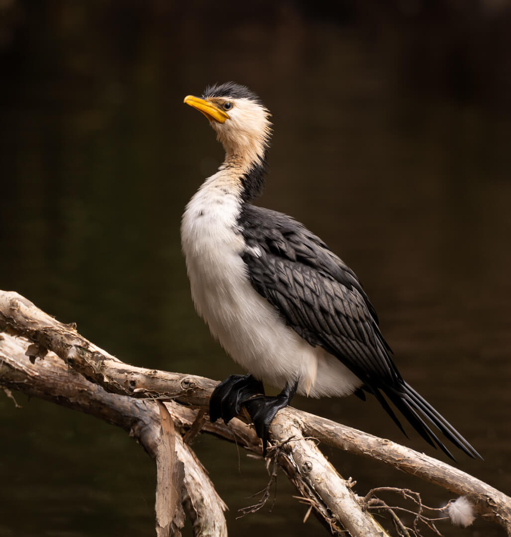 Honour For Print Portrait Of A Cormorant By Rose Parr