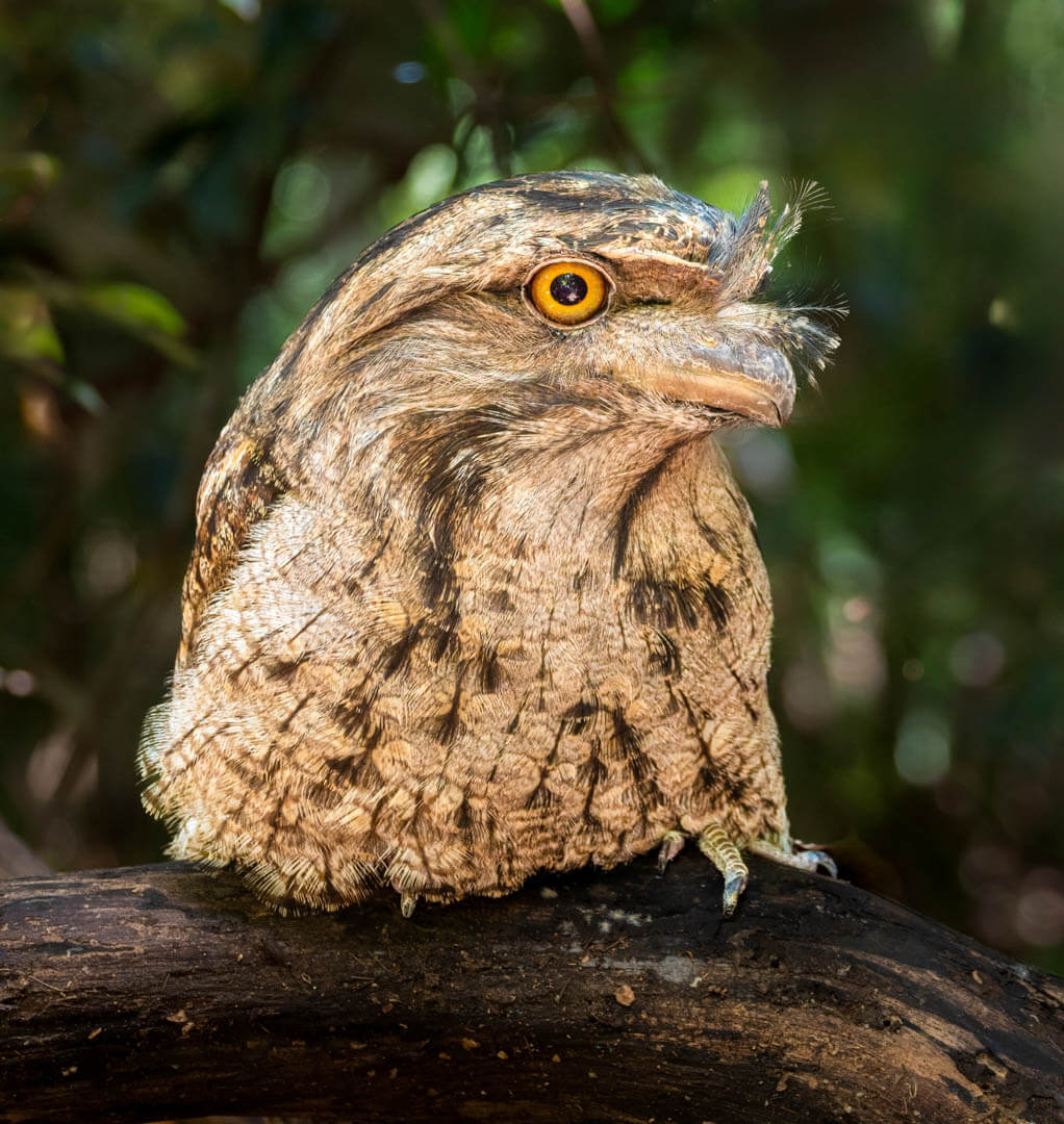 Honour For Print Tawny Frogmouth 2 By Christine Jull