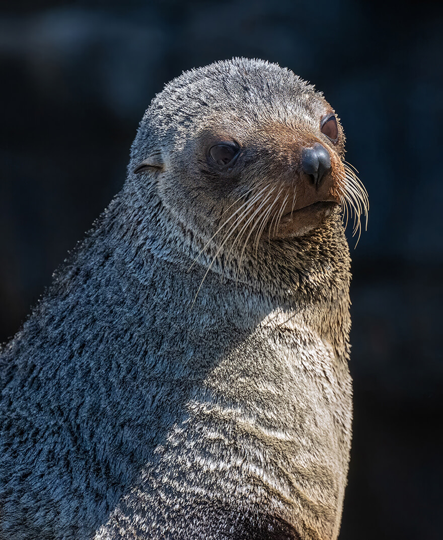 Merit For Digital Fur Seal On Coast By Bhaskar Desha