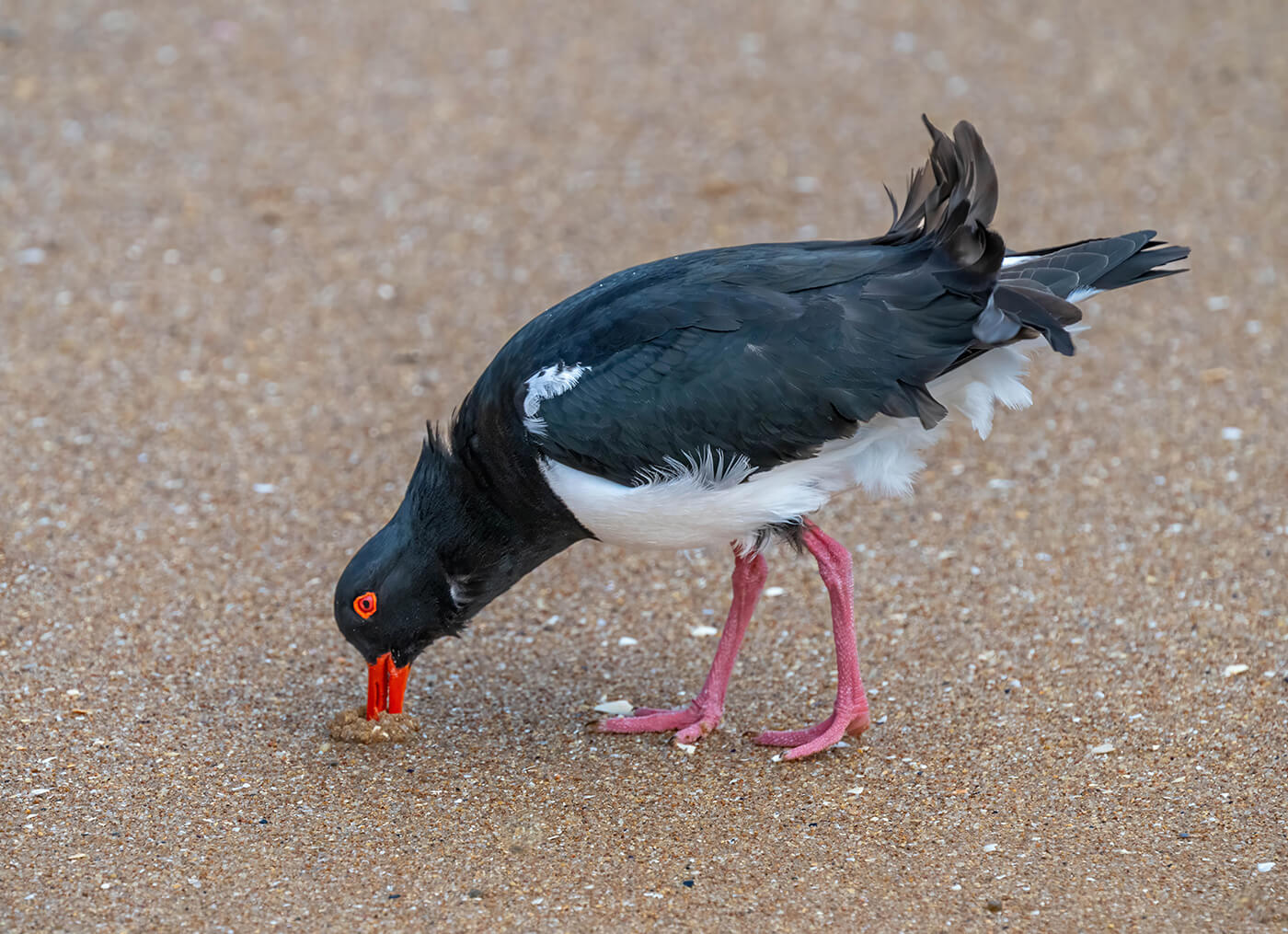 Merit For Digital Oystercatcher On Beach By Bhaskar Desha