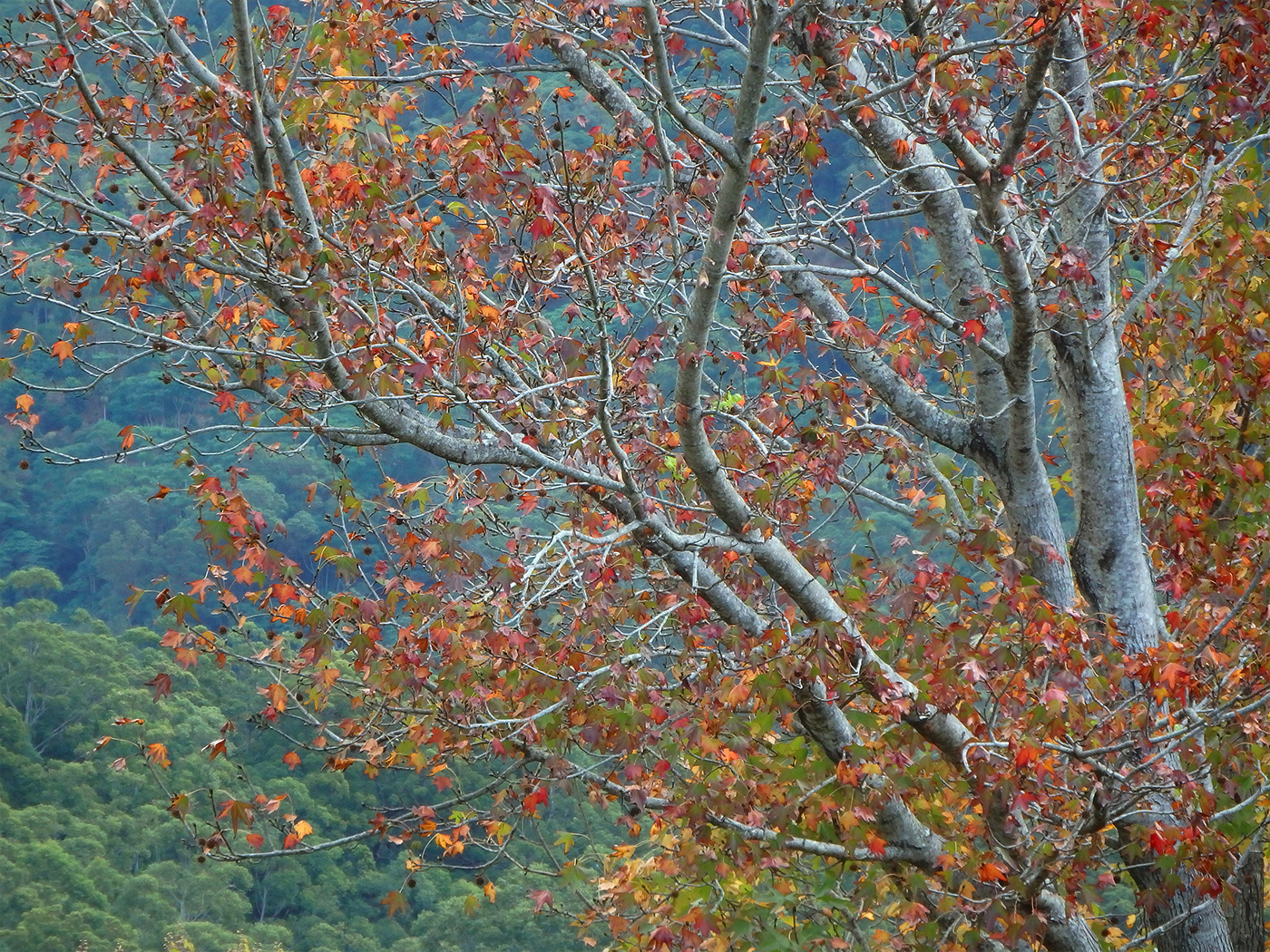 A  Autumn Colours  Open Subject  Honour   B Grade By   Keith Ryan