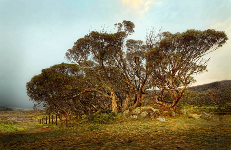 Merit For Digital Snow Gums And Fence By John Doody