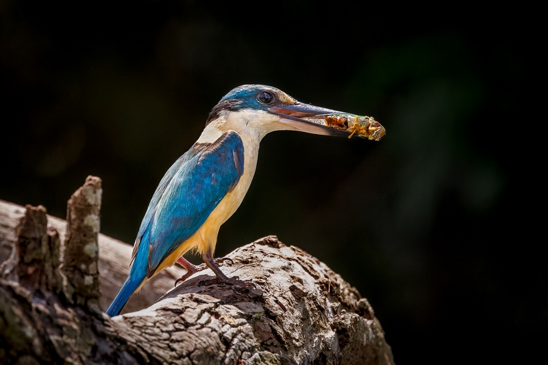 Merit For Print Sacred Kingfisher With A Cicada By Geoffrey Hui