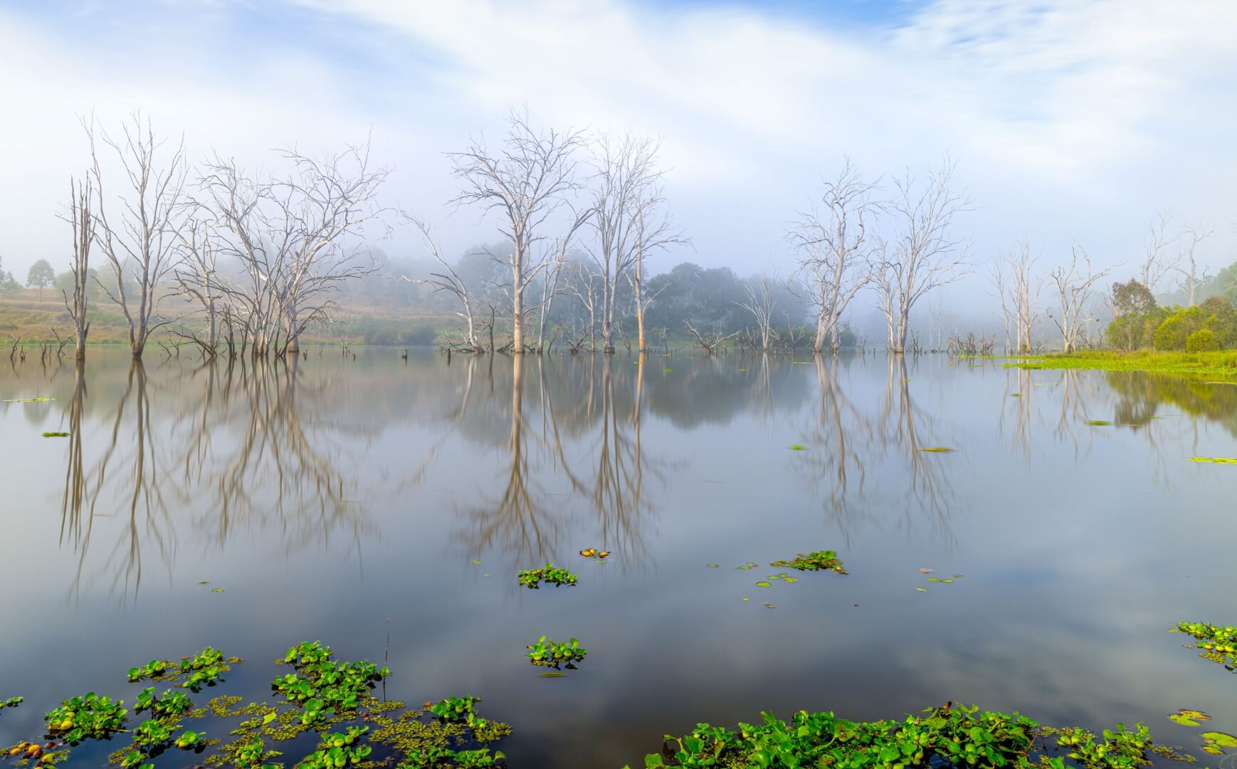 Honour For Digital Peaceful Morning By Shuying Jiang