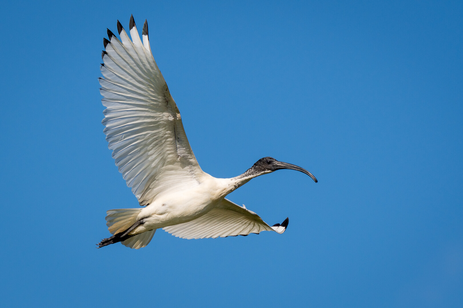 Merit For Digital Beauty In  Flight By Susan Chisholm