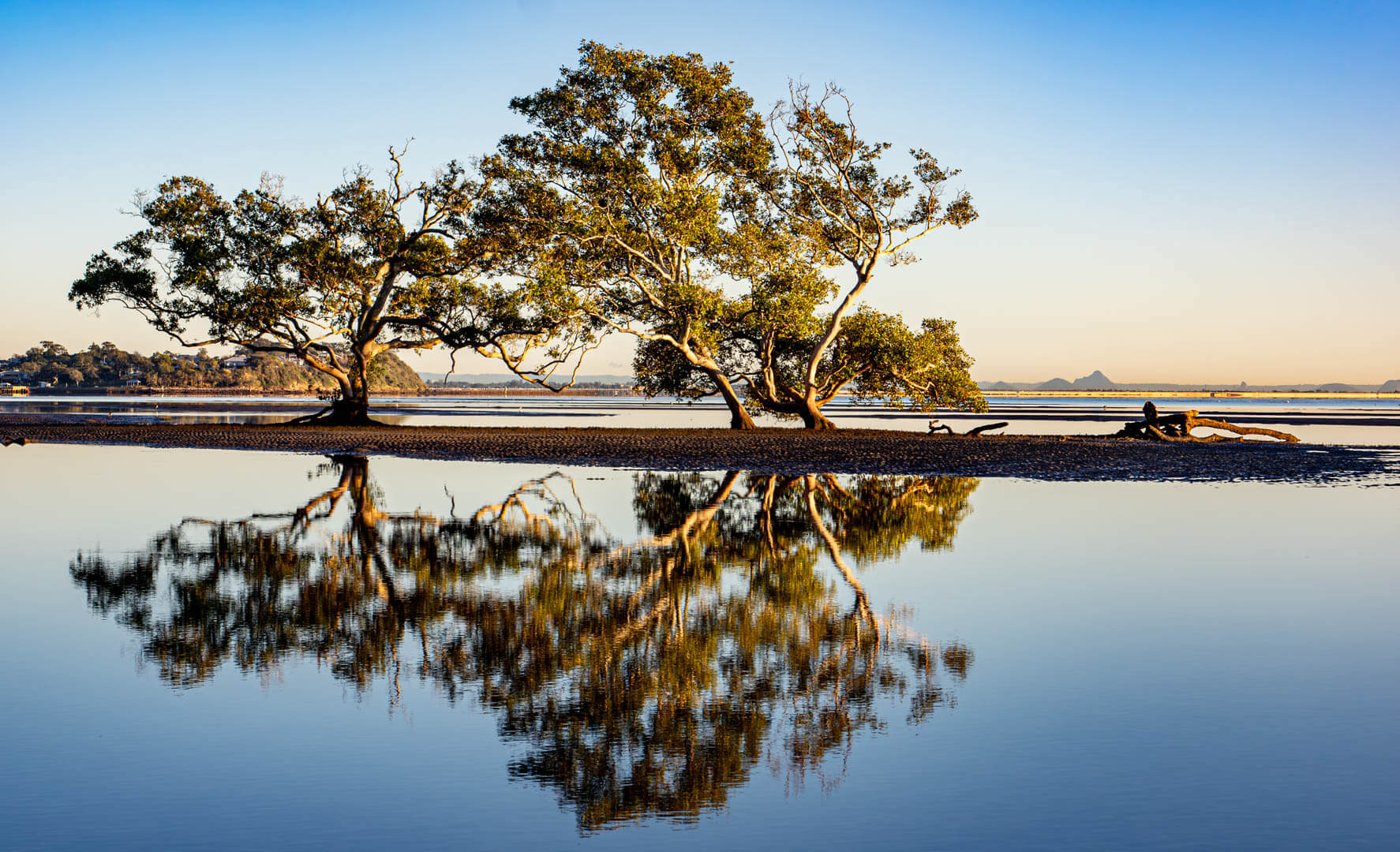 Merit For Digital Nudgee Mangrove By Stephen Relf