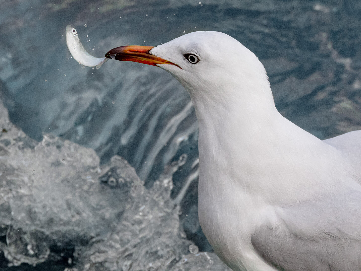 Merit For Digital Plucked From The Surf By Jefferey Mott