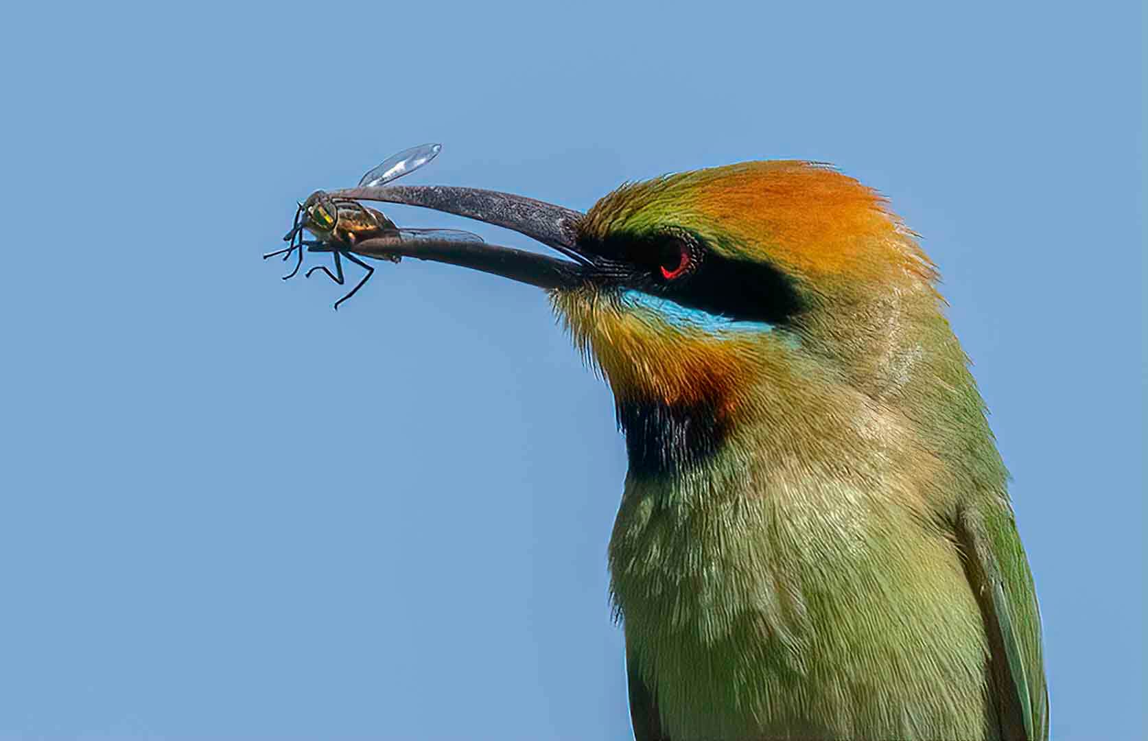 Merit For Digital Rainbow Bee Eater With Catch  By Lekha Suraweera