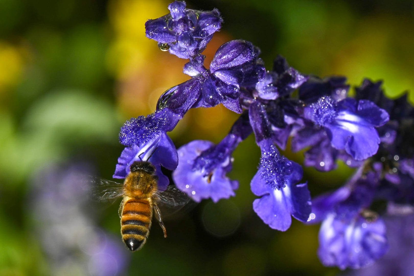 Merit For Digital SHINY BUM BEE By Gwenda Kruger