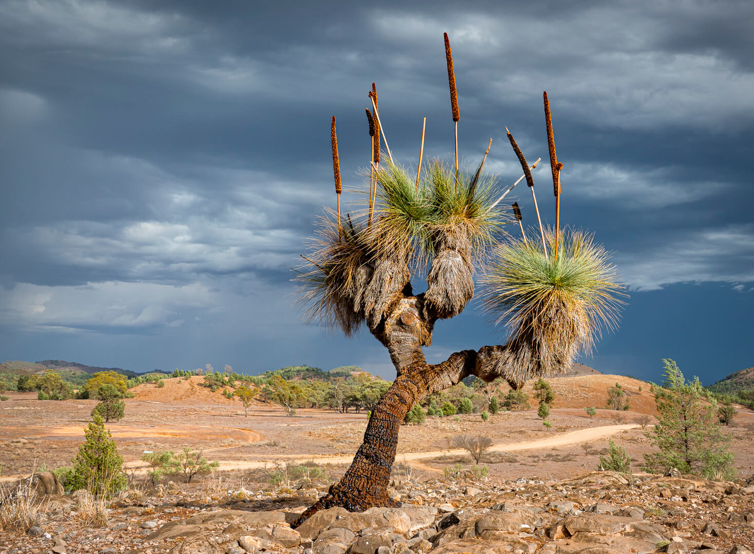 Merit For Digital Tri Grass Tree By Hazel Sempf