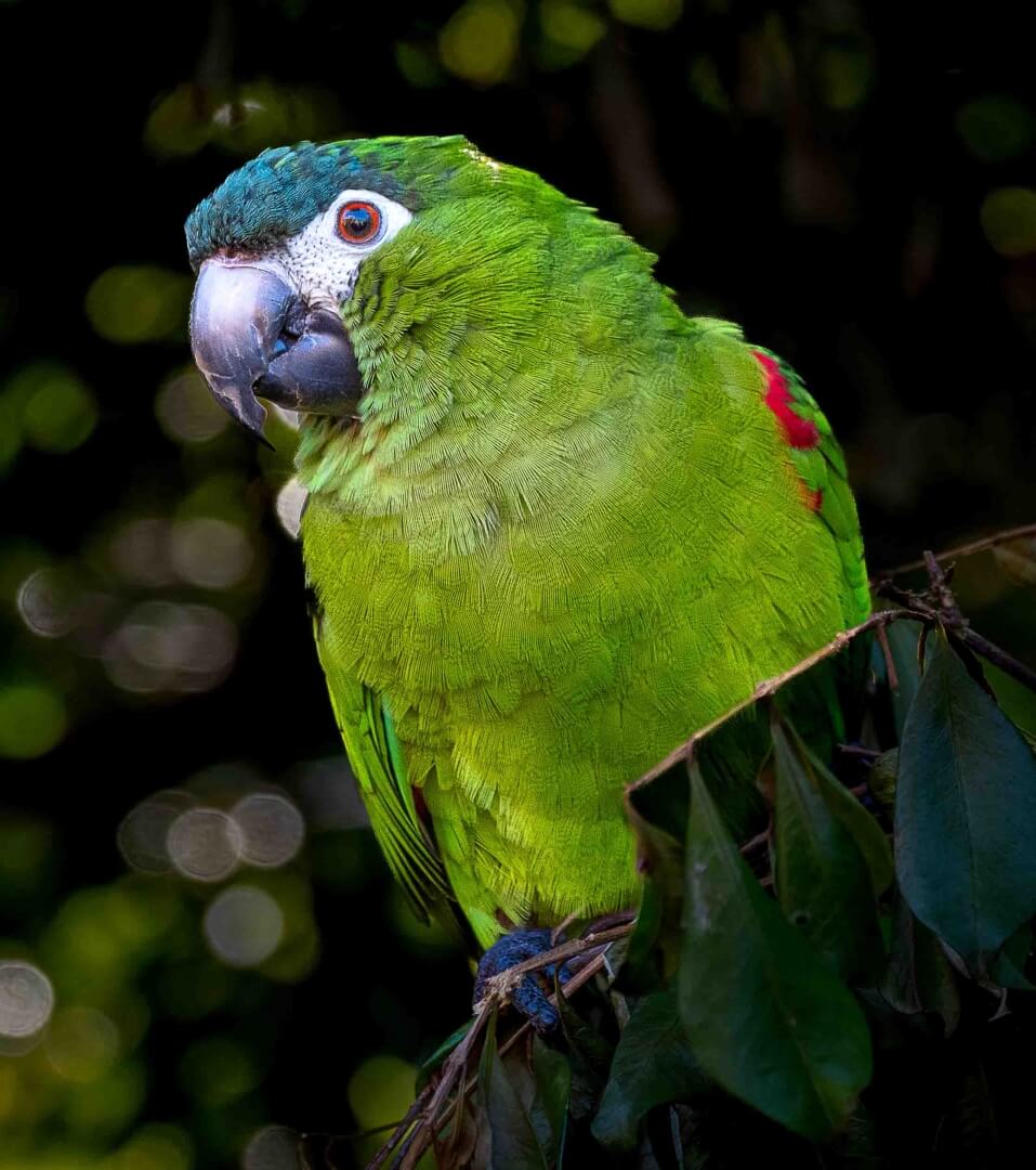 Merit For Print 105 Green Parrot By Christine Jull