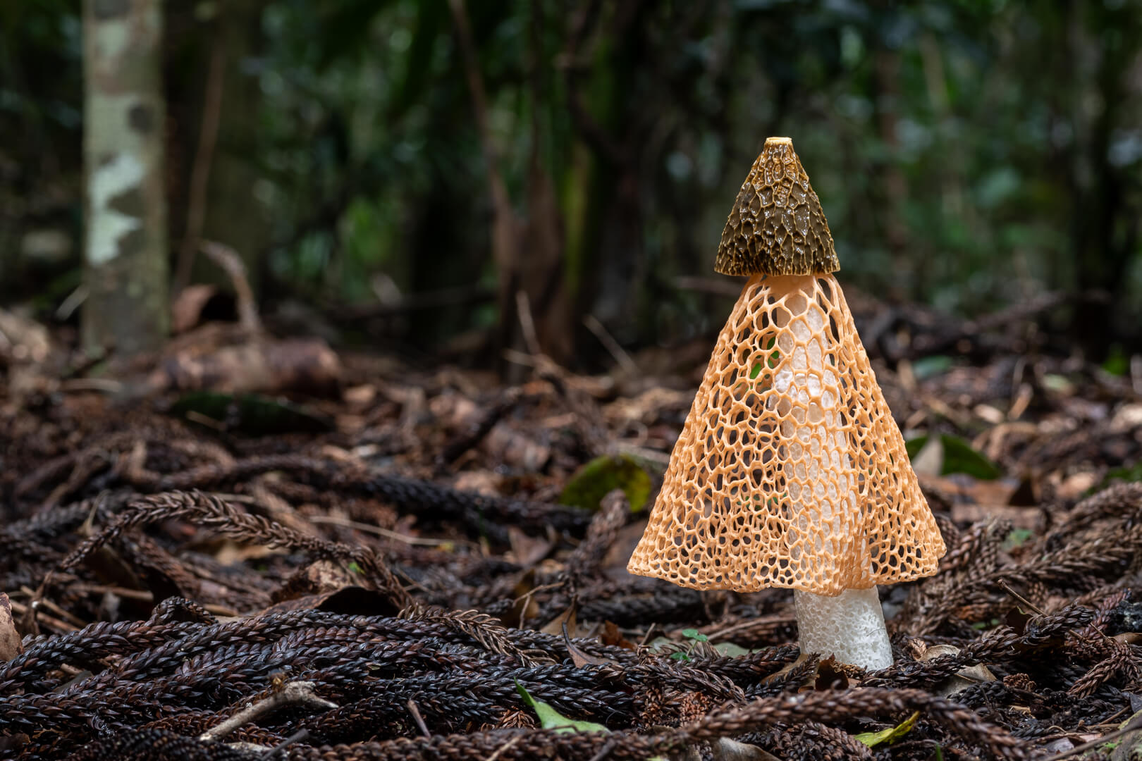 Merit For Print Fungi In The Forest By Susan Chisholm