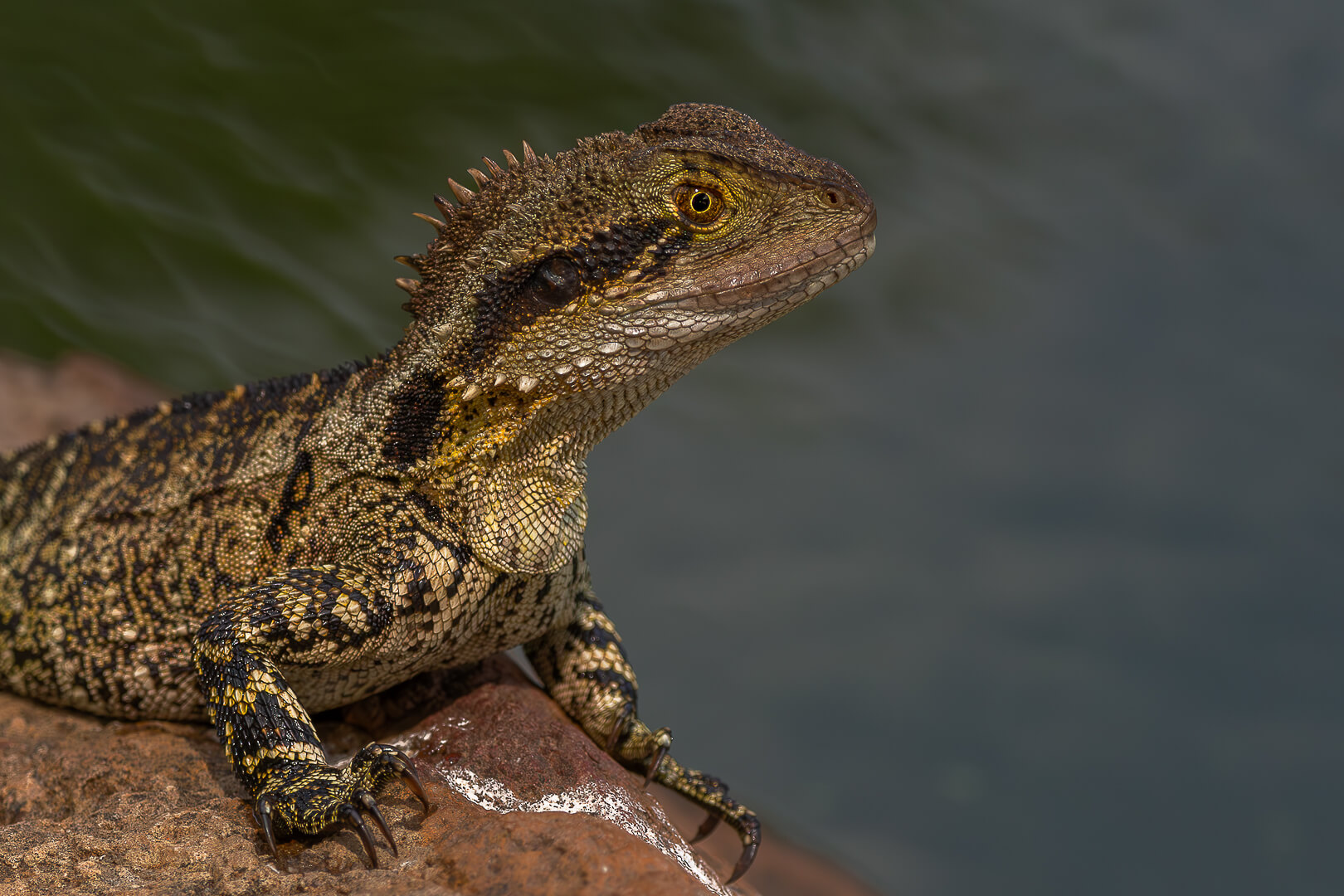 Merit For Print Water Dragon On The Watch By Swarna Wijesekera