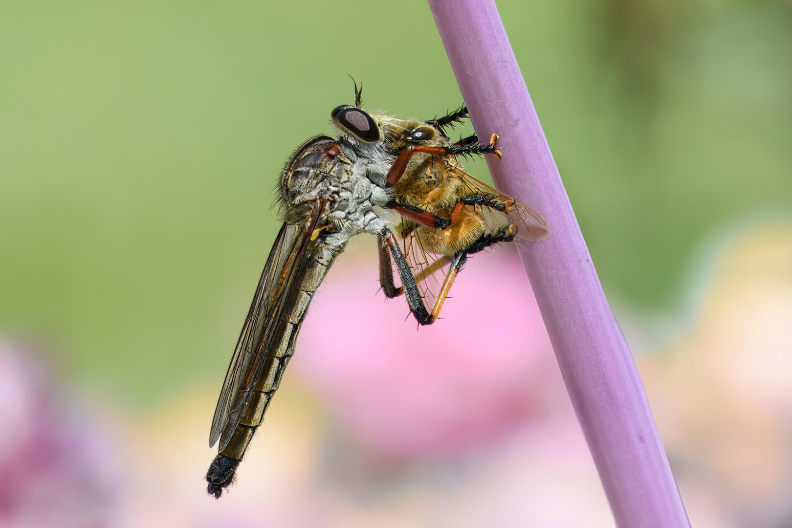 Honour For Digital Bee For Lunch By Ian Sweetman