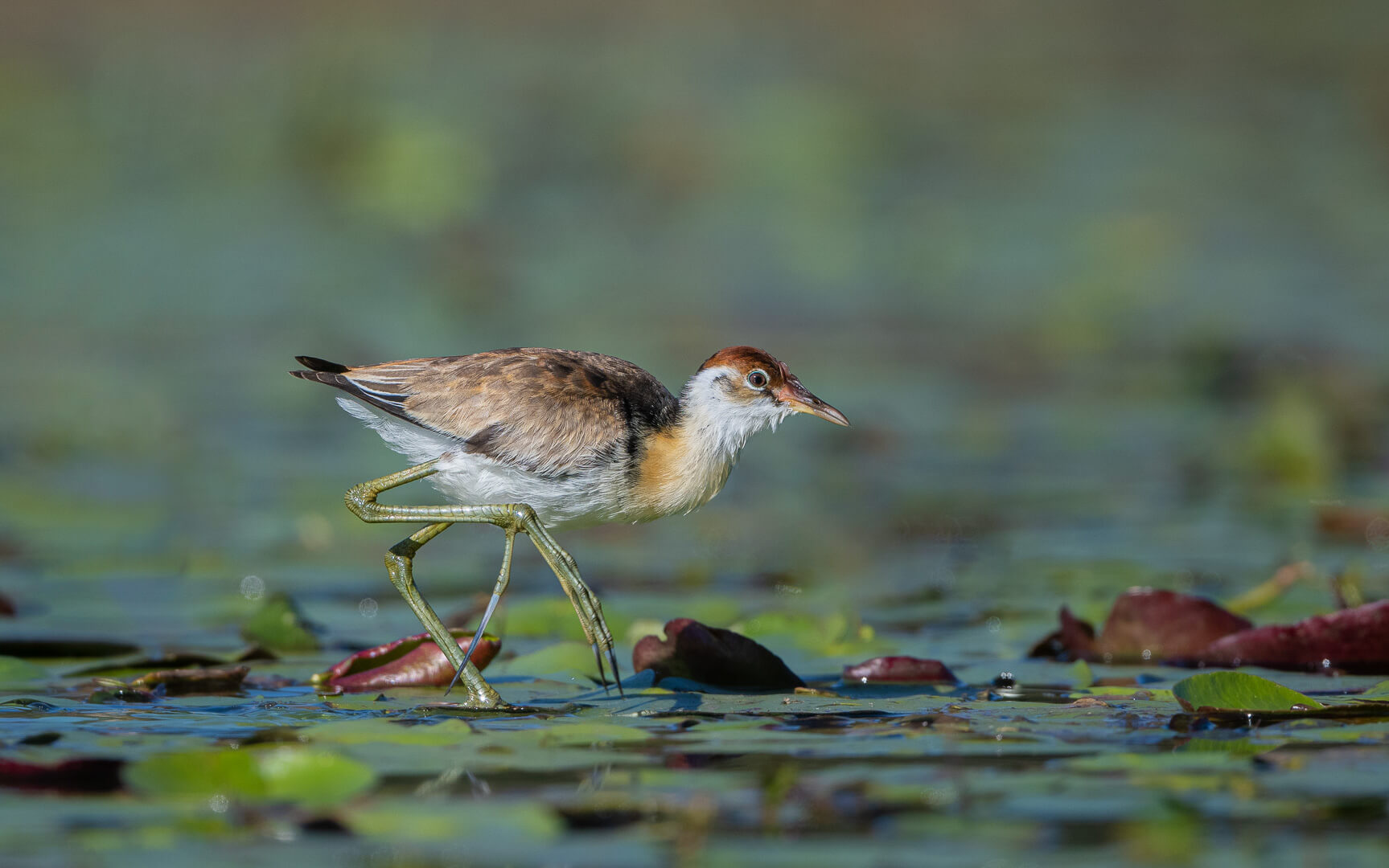 Honour For Digital Juvenile Jacana By Alan Wigginton