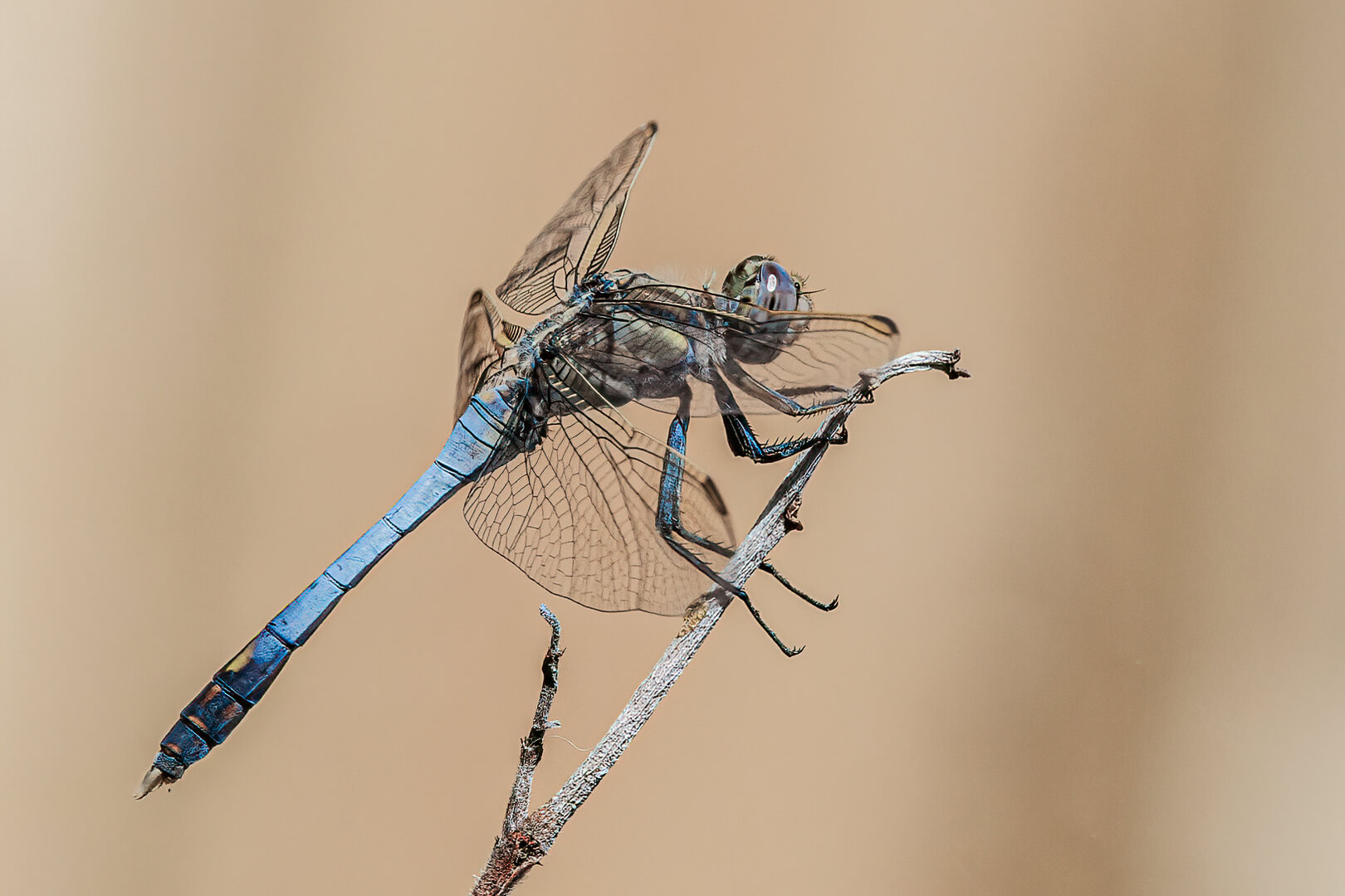 Merit For Digital Blue Dragon Fly By Lekha Suraweera