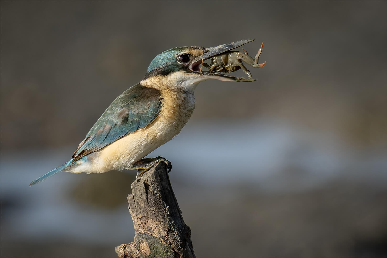 Merit For Digital Crab Catcher By Jefferey Mott
