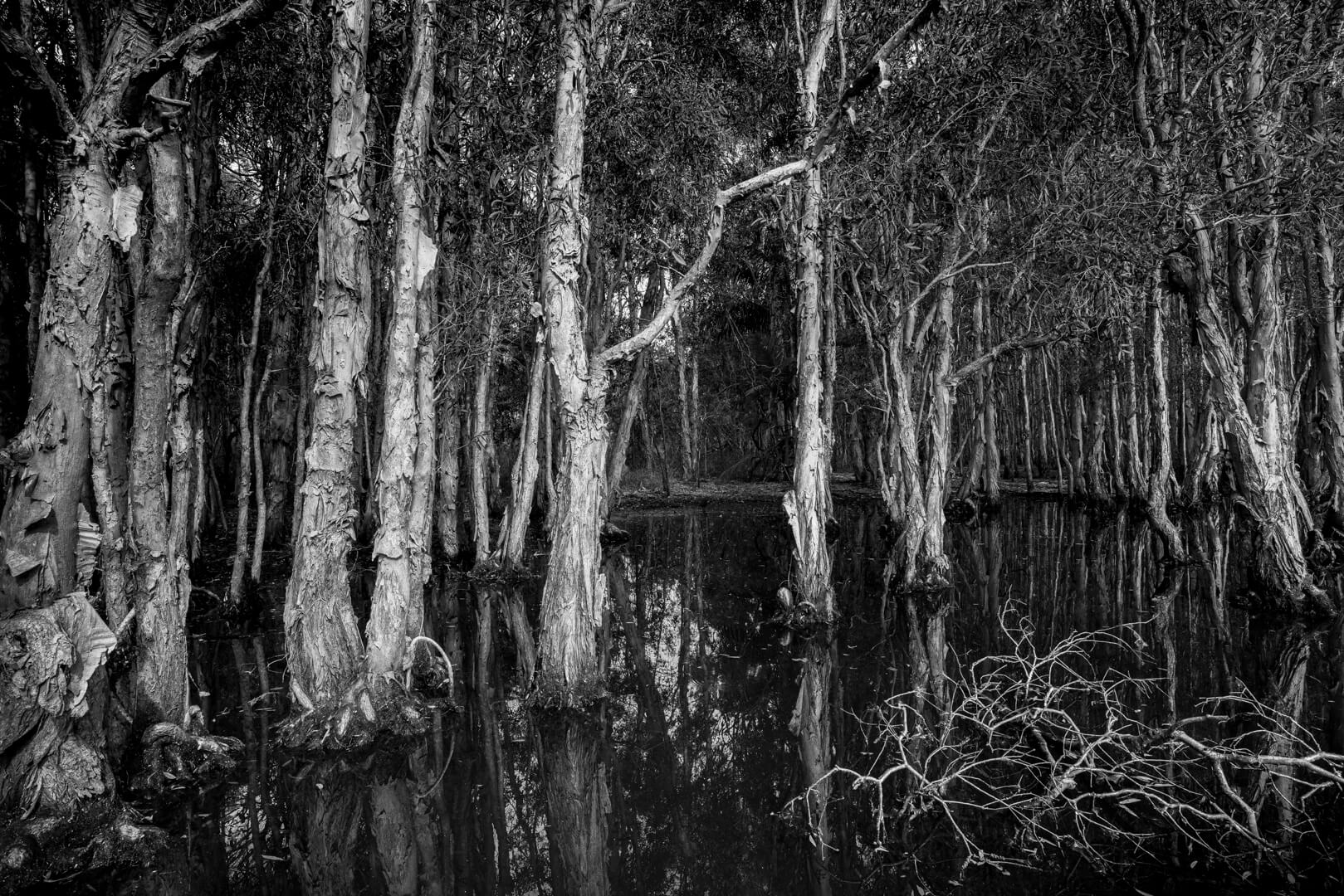 Merit For Digital Eerie Wetlands By Rose Parr