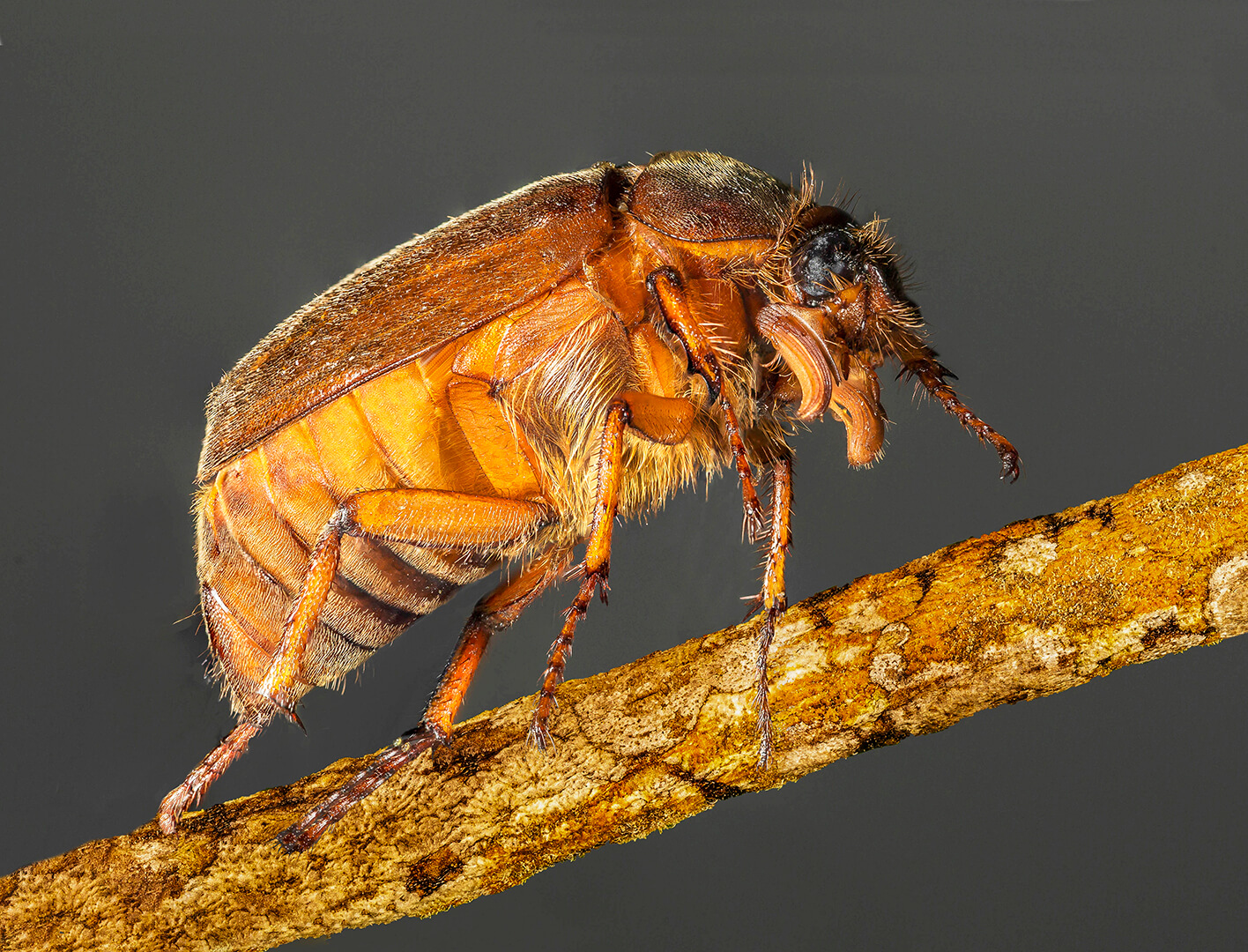 Merit For Print A029 Brown Beetlejpeg By Bob Garnett