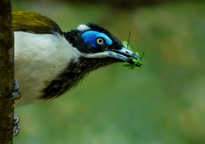 Honour For Blue Eyed Honey Eater With Grasshopper By Ian Sweetman