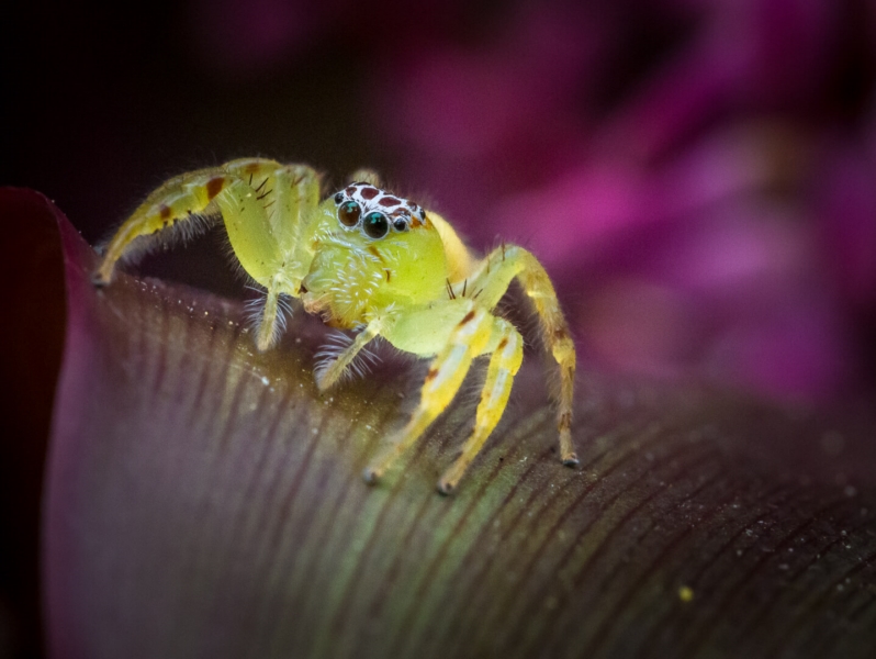 Honour For Jumping Spider By Hazel Sempf
