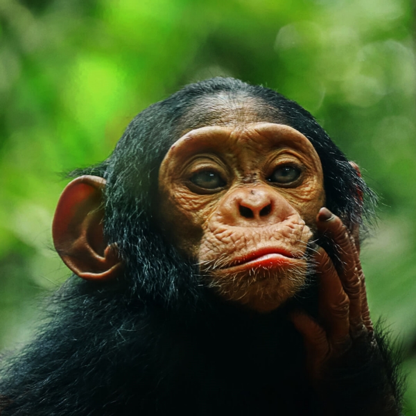 Merit For 103 Portrait Of A Chimp Open By Deanne Bale