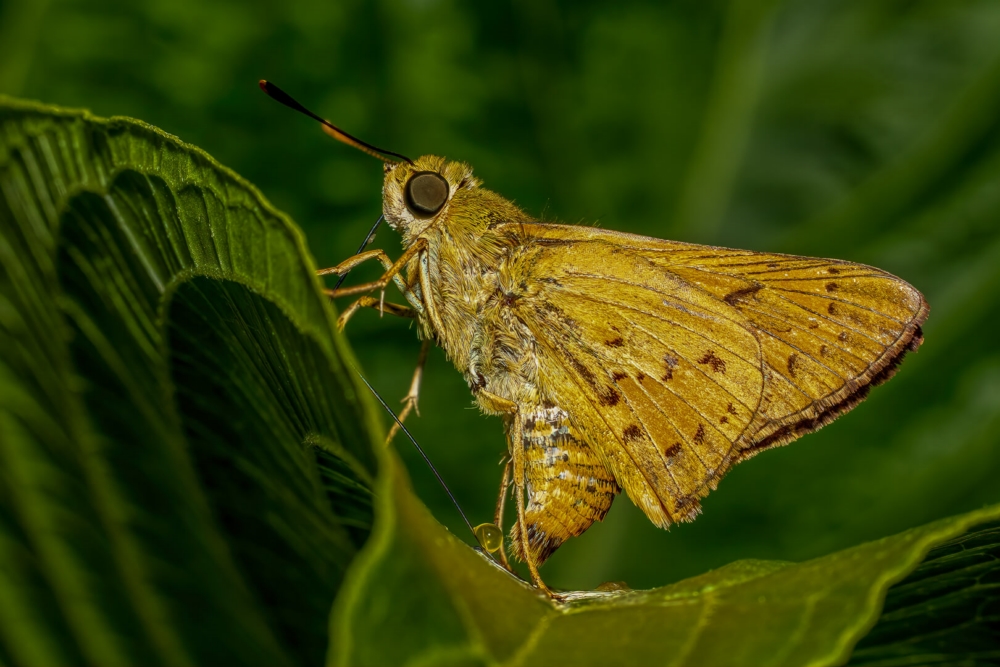 Honour For Digital A Yellow Moth By Swarna Wijesekera
