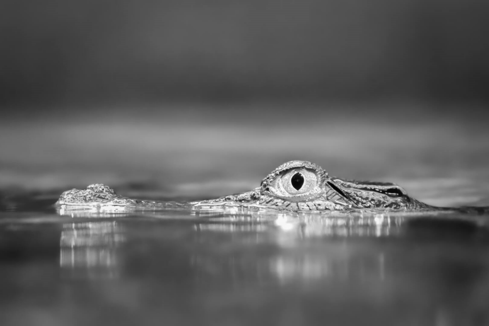 Merit For Digital A45 Lurking Crocodile By Heidi Wallis
