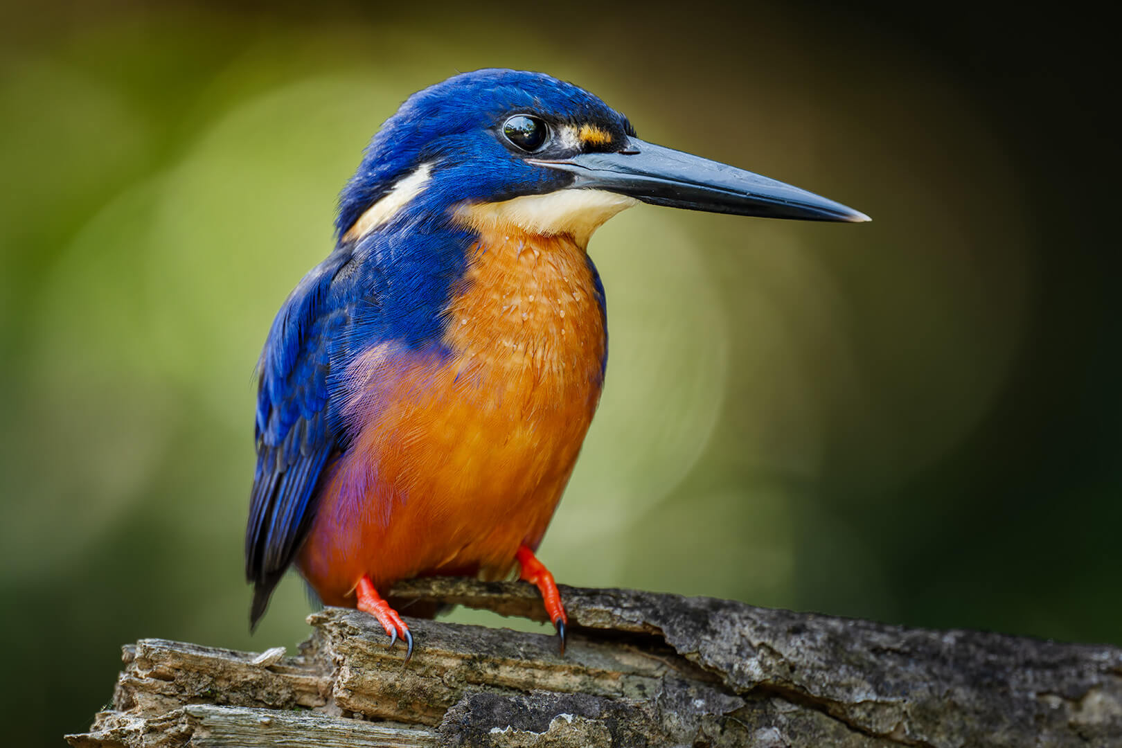Merit For Digital Azure Kingfisher By Jefferey Mott