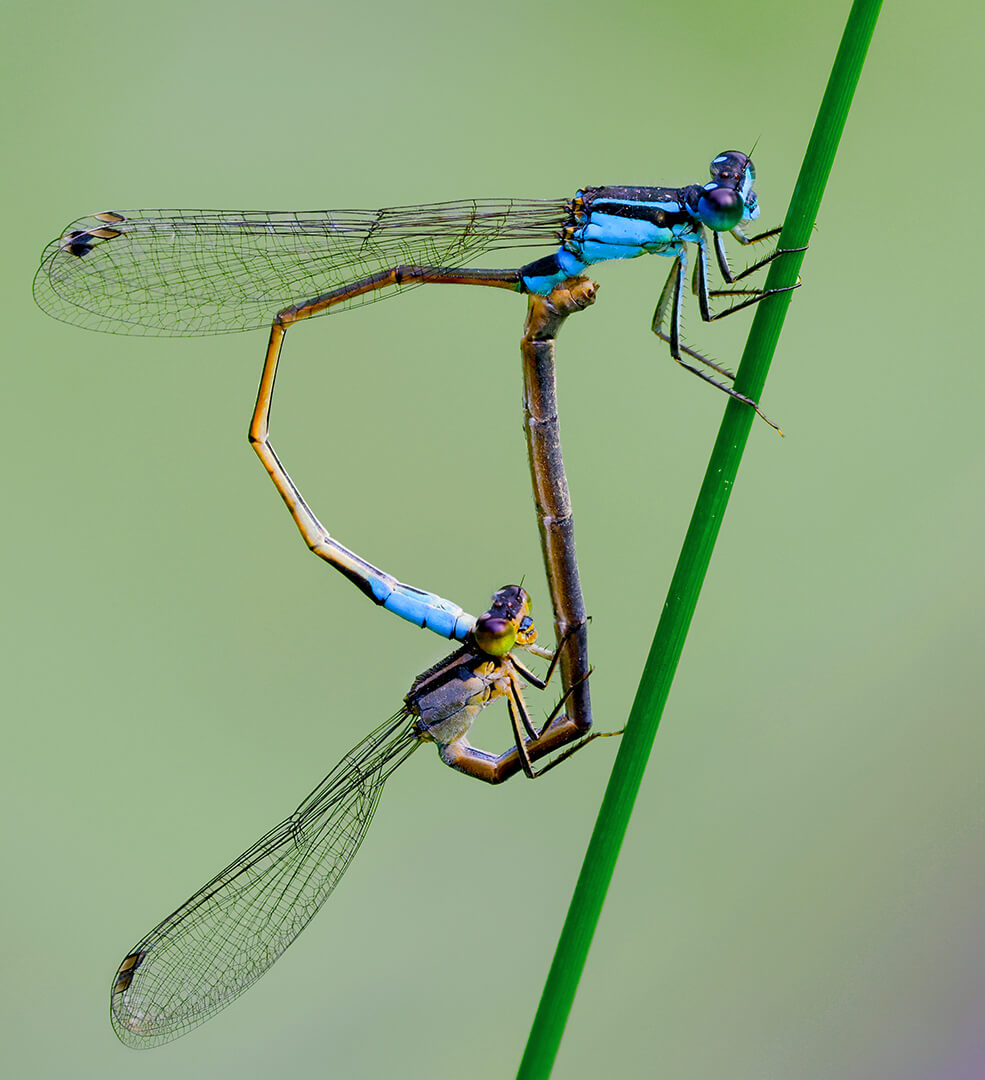 Merit For Digital Bluetails In Wheel By Ann Smallegange