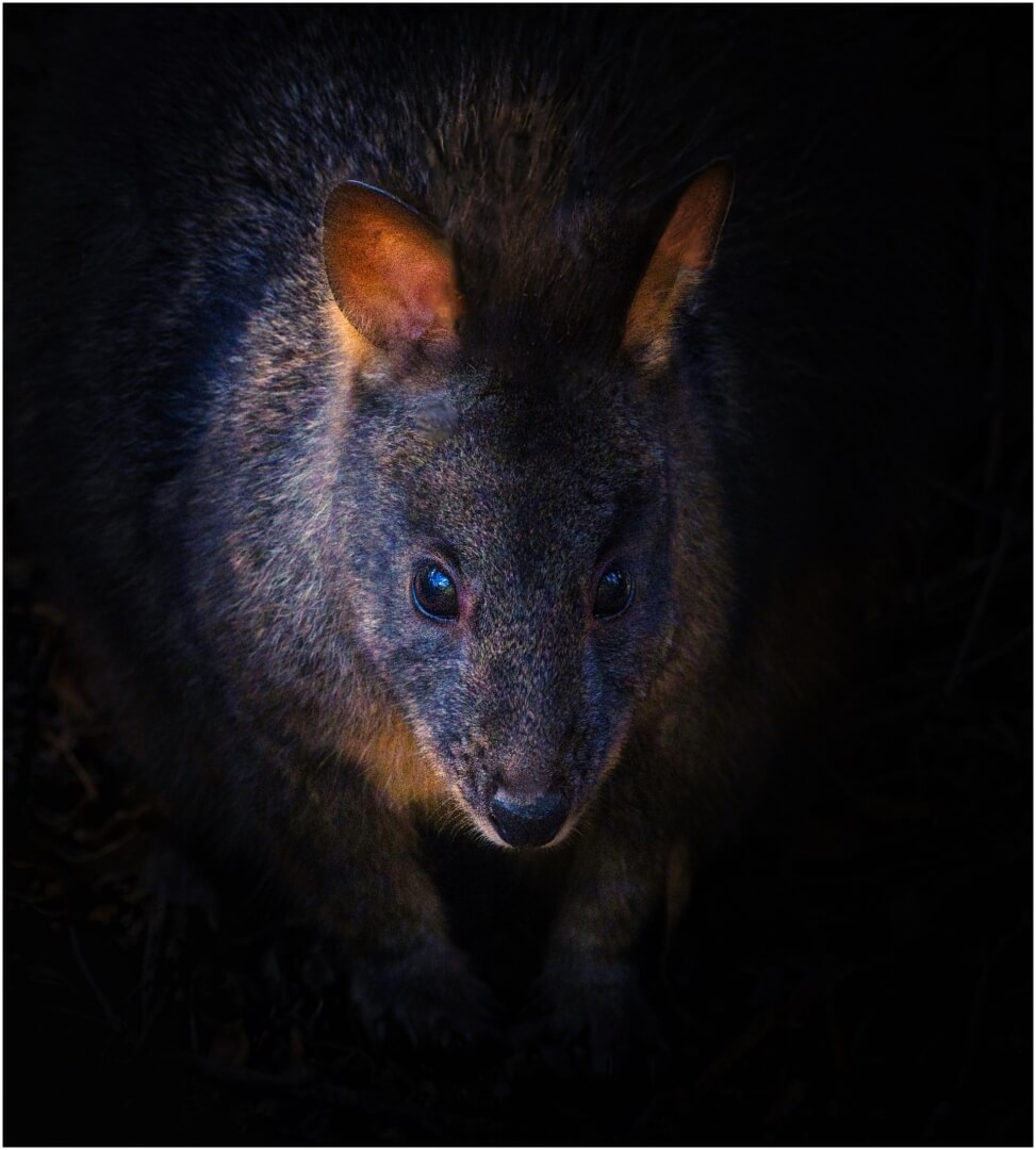 Merit For Digital Pademelon In Hiding By Bill Van Diest