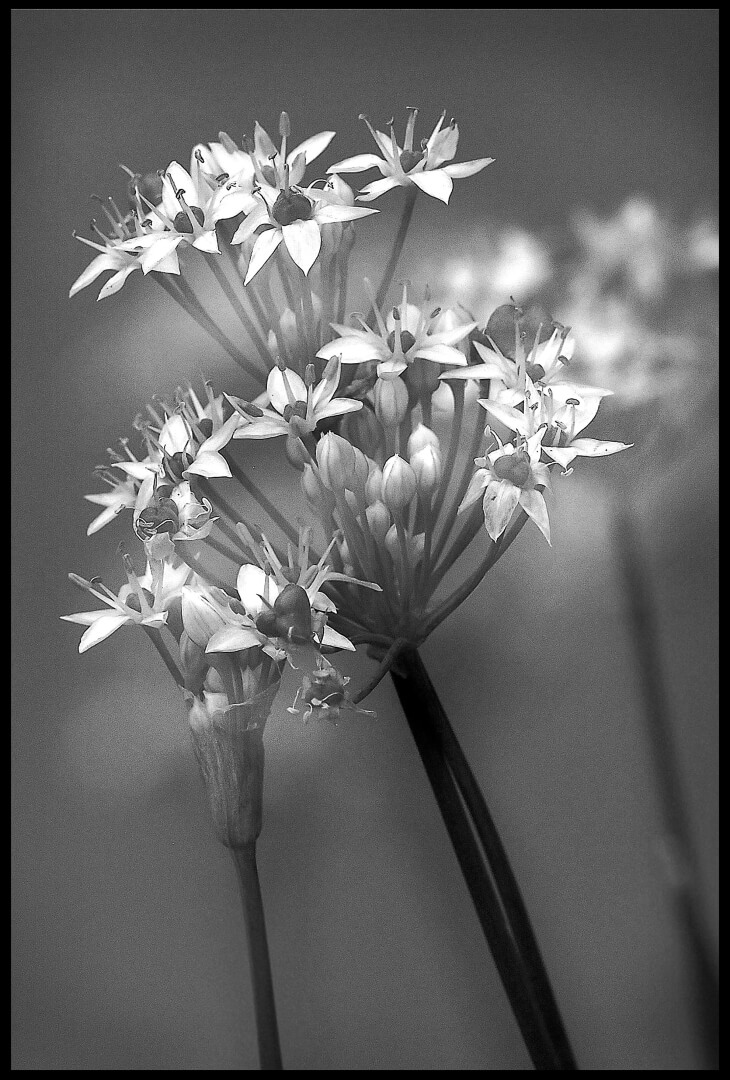 Merit For Print A65 Orton Effect  By Joyce Metassa