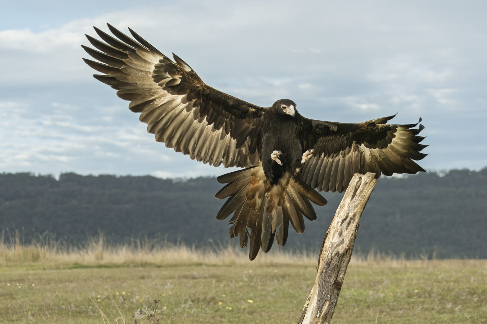 Merit For Print Coming In For A Landing By Dorothy Harkins