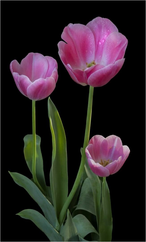Honour For Digital Three Tulips 2 By Sam Fernando