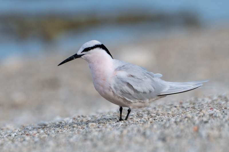 Honour For Print Coral Cay Tern By Susan Chisholm