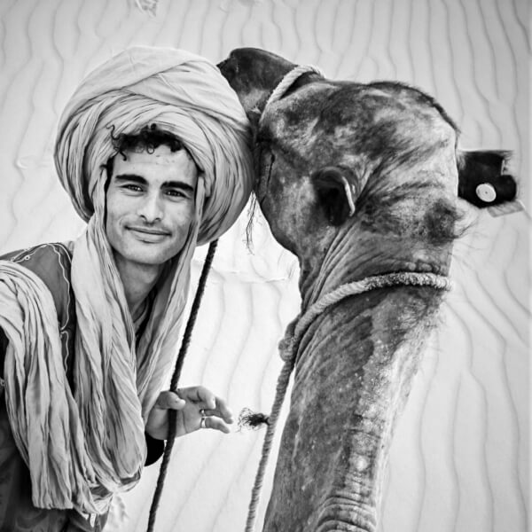 Honour For Print Kissed By A Camel By Dorothy Harkins