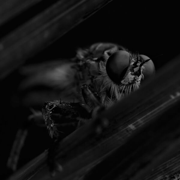Merit For Digital Bug Eyes By Trudi Aykens