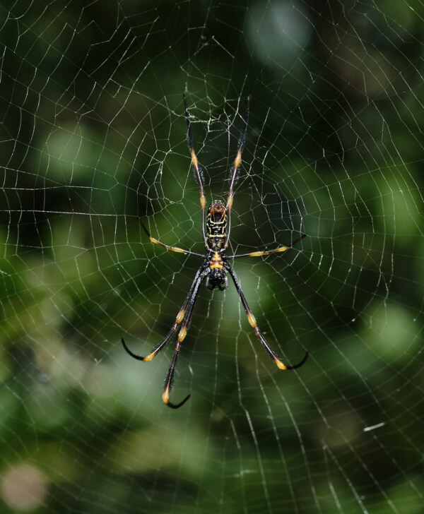 Merit For Digital The Business Side Of An Orb Spider By Russell Dickson