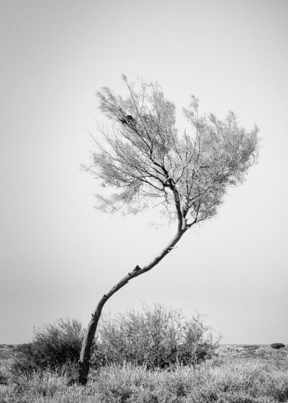 Merit For Digital Windswept Tree Indukkana IMG  1479 By Robert Vallance