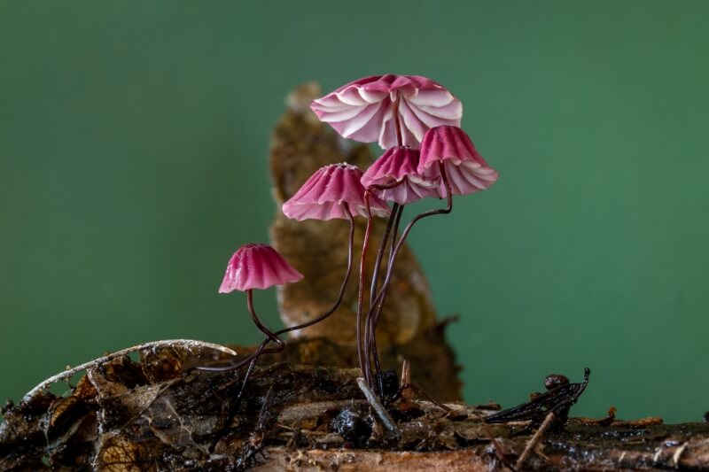 Merit For Print 165 Fungi Family By Susan Chisholm