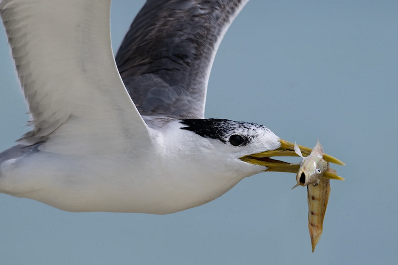 Honour For Digital Crested Tern With Goby By Jefferey Mott