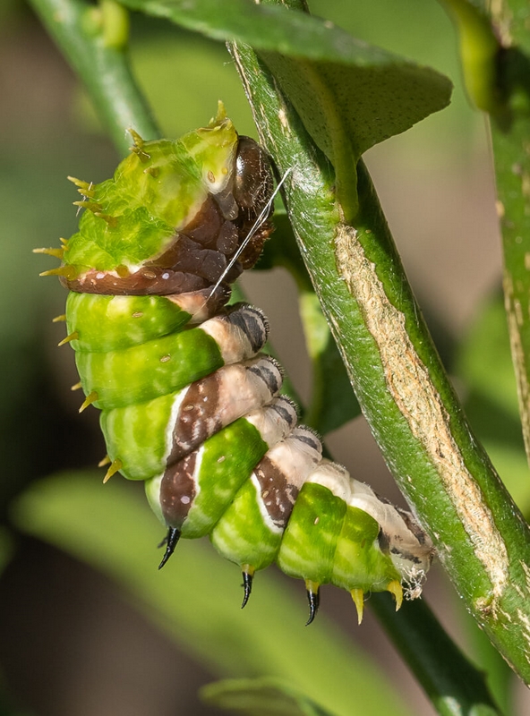 Honour For Digital Orchard Swallowtail Caterpillar By Christine Jull
