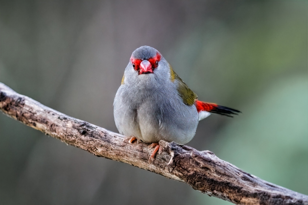 Honour For Print Red Browed Finch By Lekha Suraweera