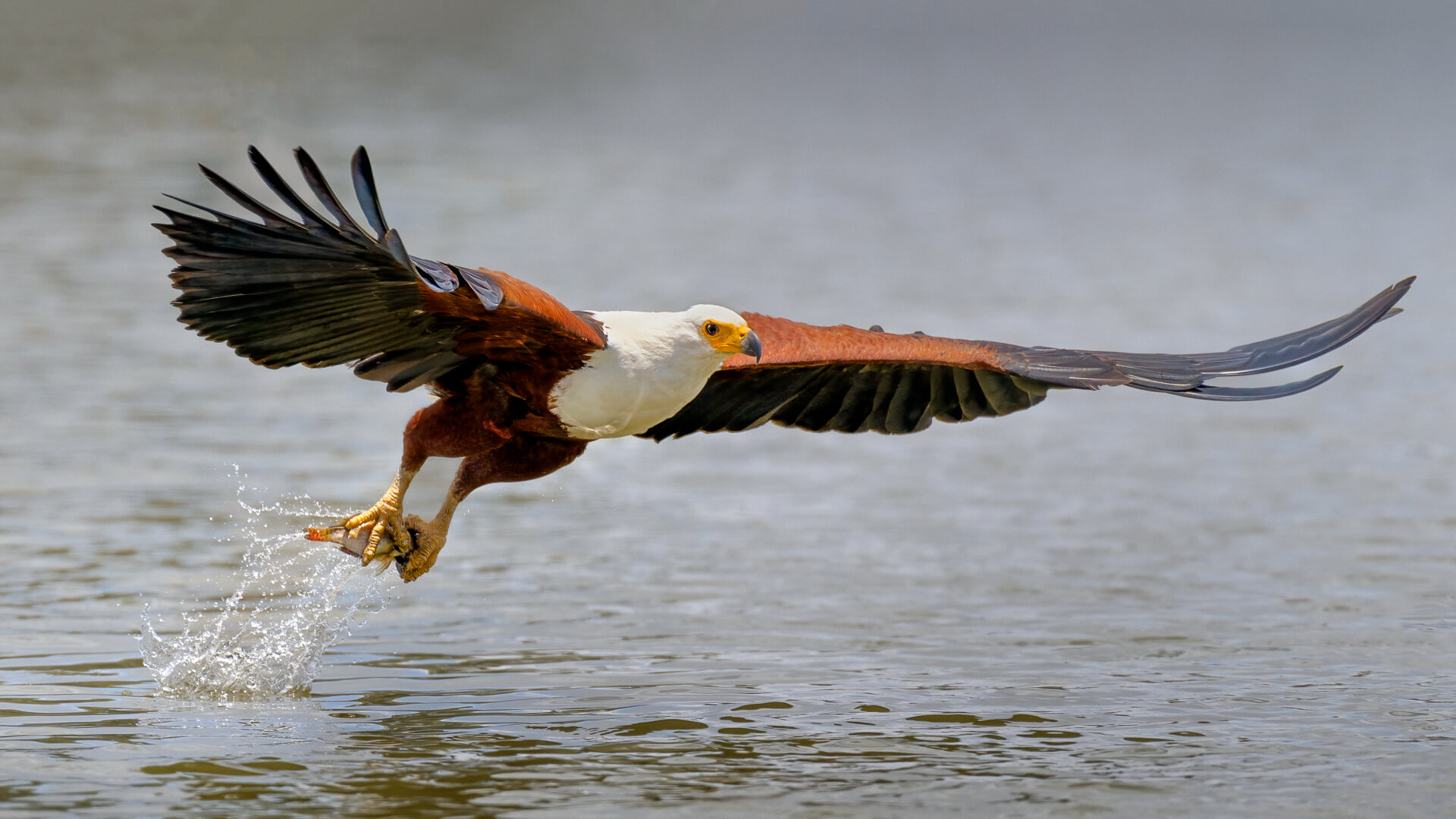 Merit For Digital African Fish Eagle With A Catch By Geoffrey Hui