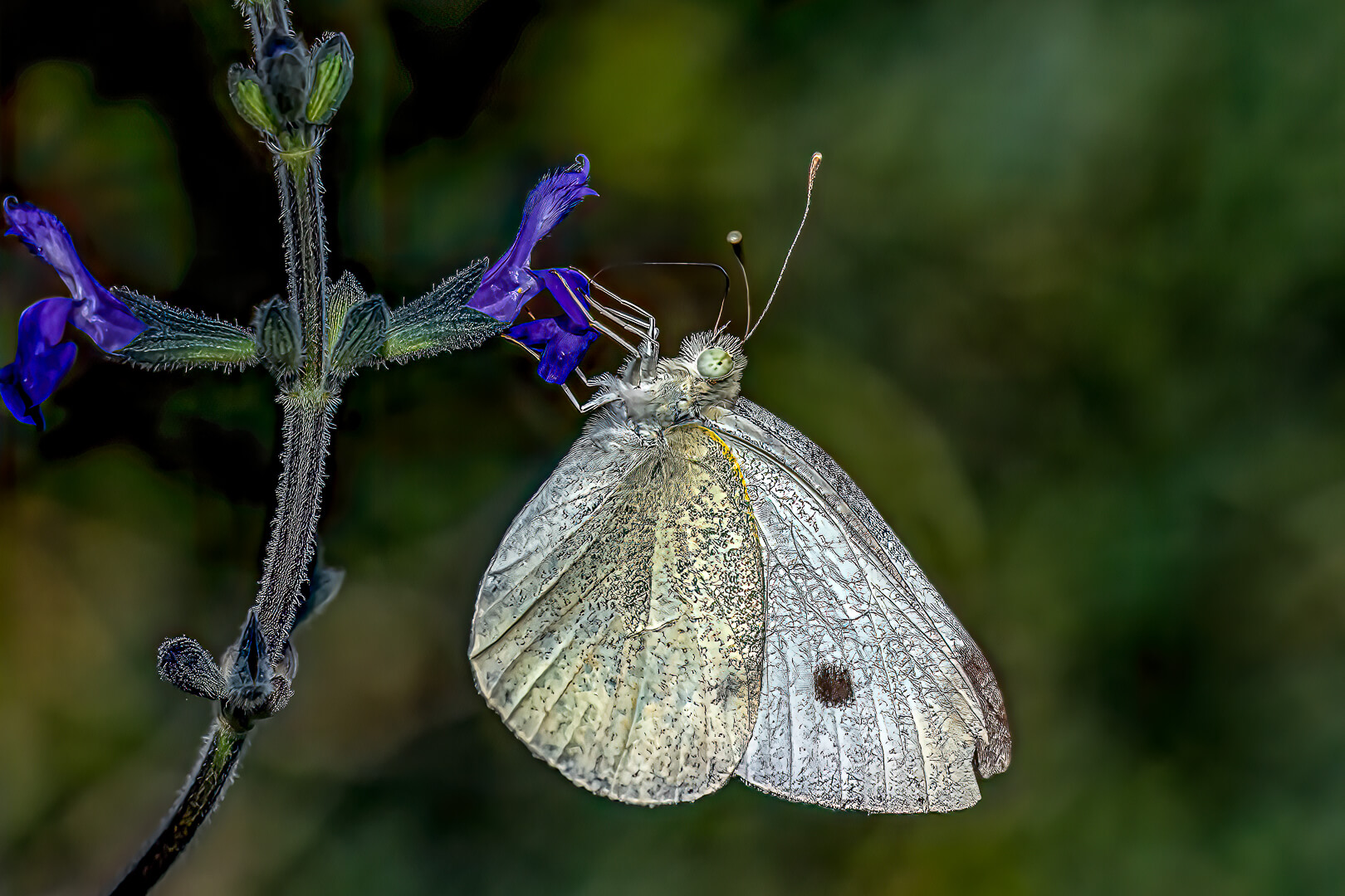 Merit For Digital Butterfly Sucking Nectar By Swarna Wijesekera