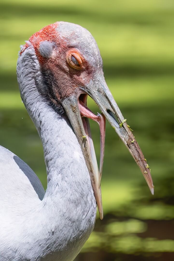 Honour For Digital A45 BROLGA BEFORE COFFEE By Heidi Wallis