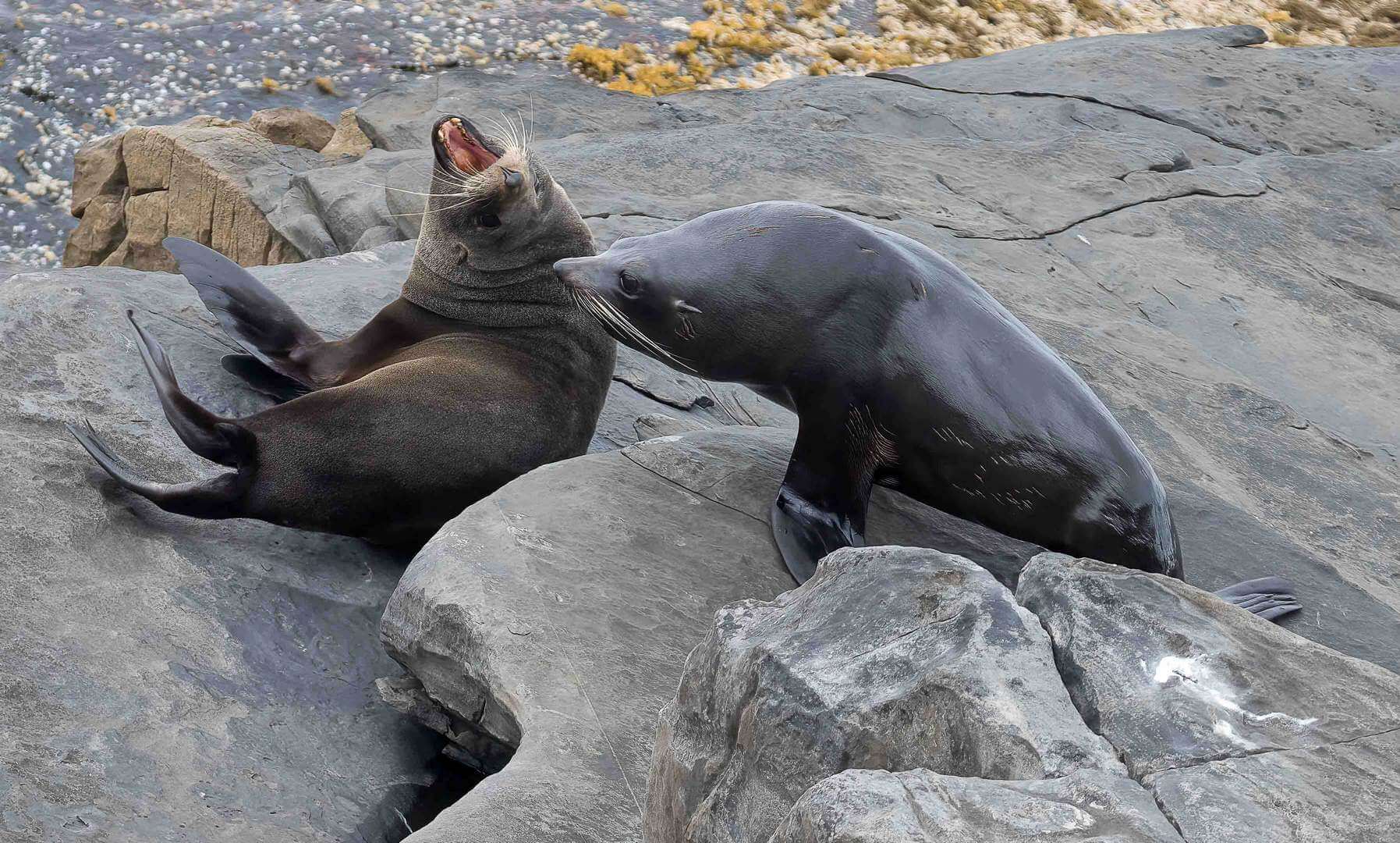 Honour For Digital Angry Sea Lion By Christine Jull