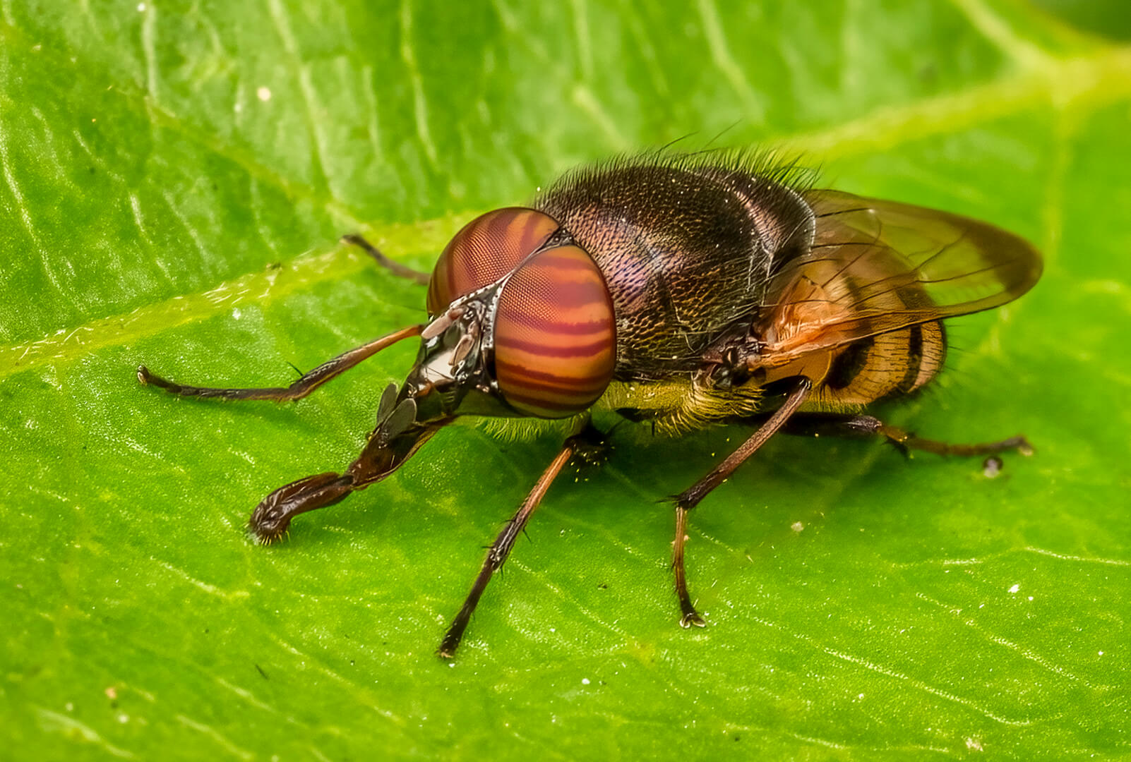 Honour For Digital Fly With Proboscis Sucking Food By Hazel Sempf